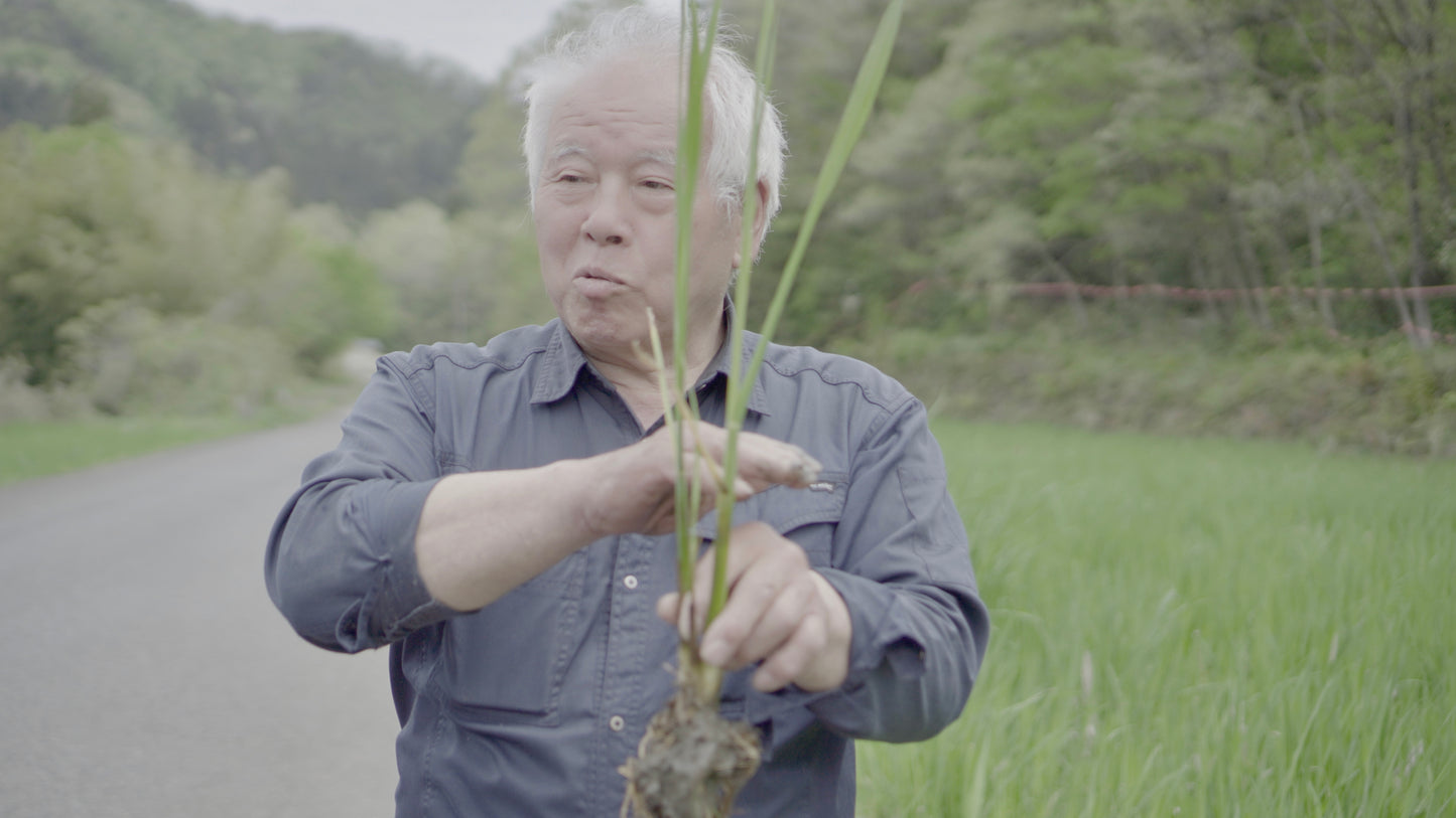 【福井県認証無農薬】越前まこもパウダー