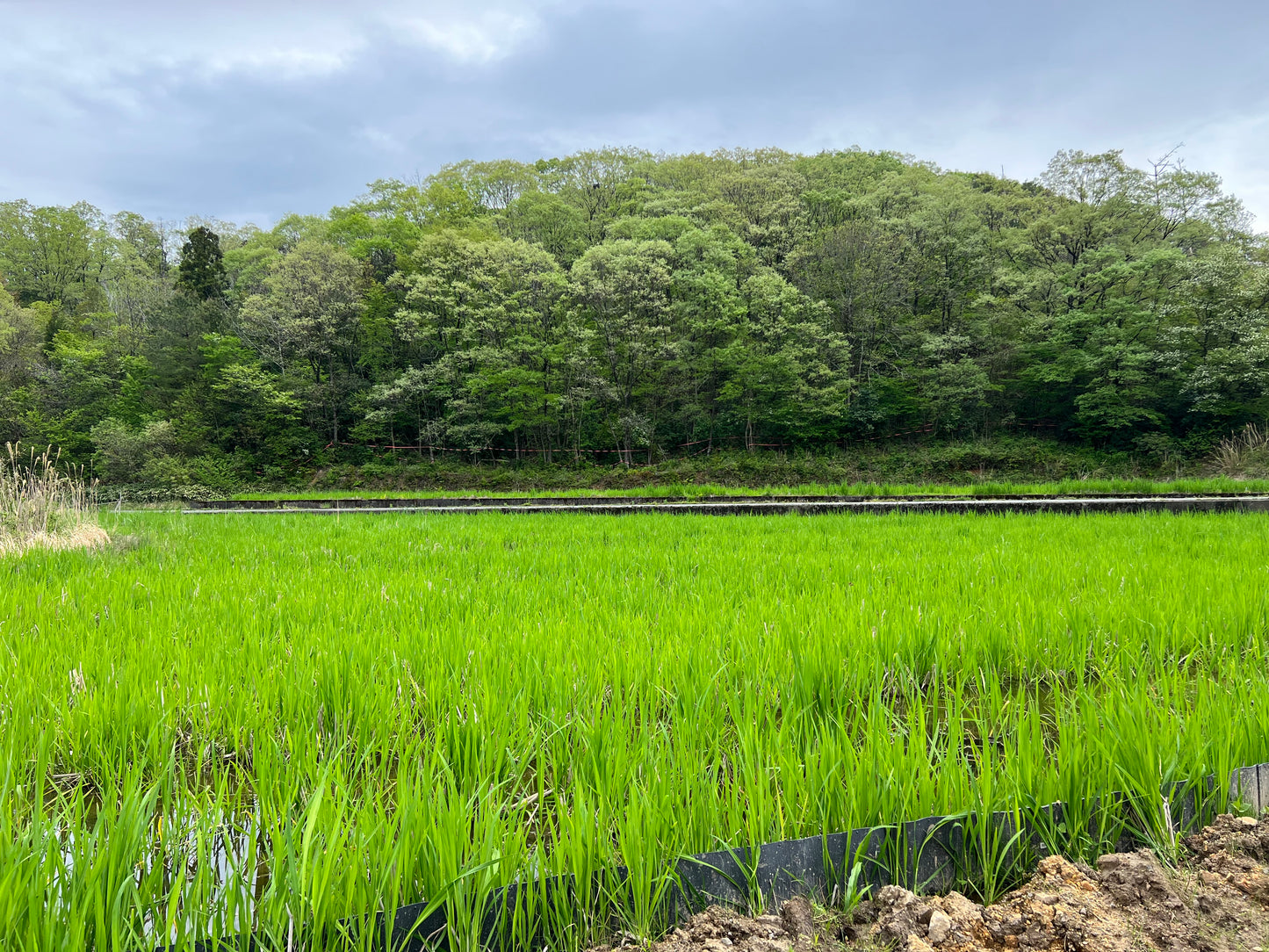 【福井県認証無農薬】越前まこもパウダー